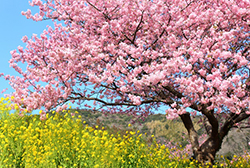 WEB_SAKURA201703